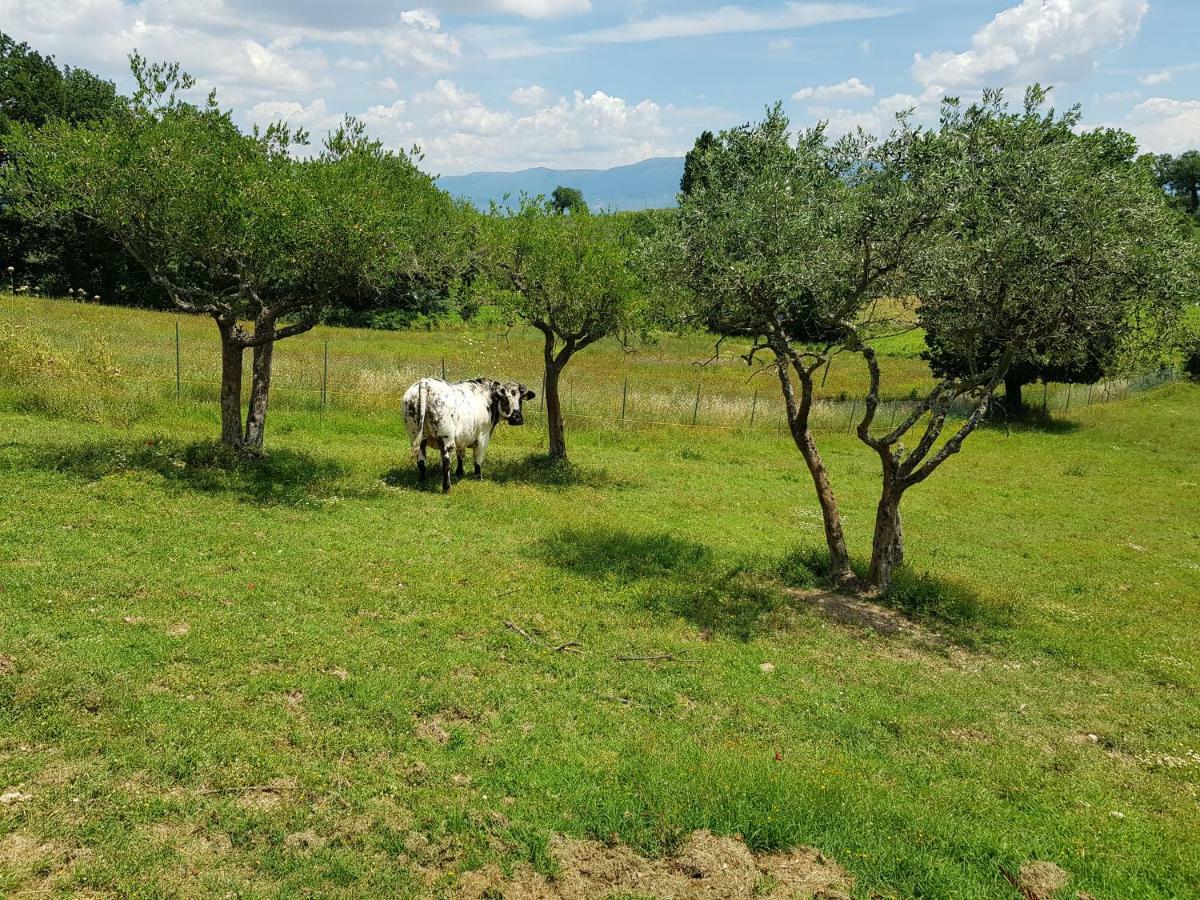 Agriturismo Arcobaleno Della Torretta Giano dellʼUmbria Εξωτερικό φωτογραφία